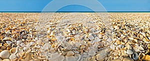 Beach covered with shells and sea on background. Panoramic view.