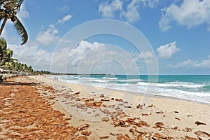 A beach with covers of coco on the ground.