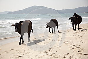 Beach Cows