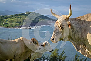 Beach Cows photo