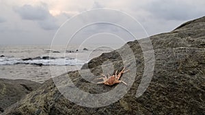 Beach and crab in Kribi Cameroon