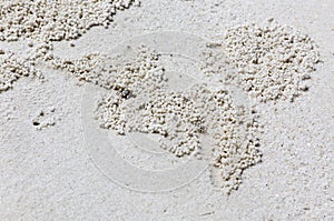 Beach crab markings