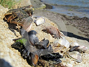 Beach creatures in the sun