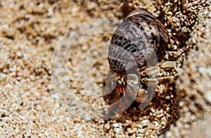 Beach critter