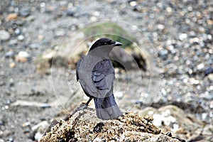 Beach Crow