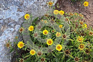 Beach Daisy - Pallenis maritima