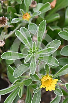 Beach Daisy, Pallenis maritima, flowering plant