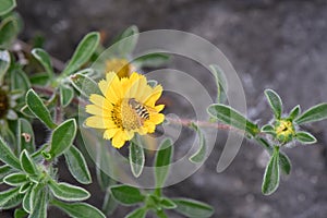 Beach Daisy, Pallenis maritima, flowering plant with hoover fly