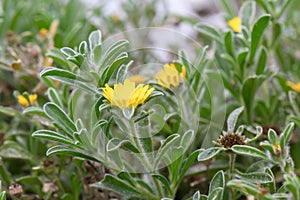 Beach Daisy, Pallenis maritima, yellow flowering plant