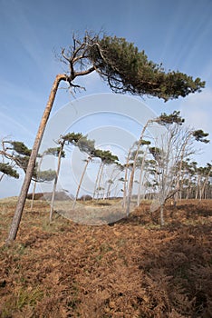 Beach of Darss - Weststrand