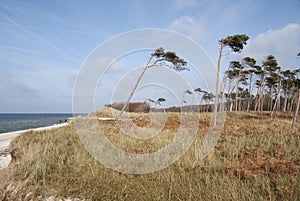 Beach of Darss - Weststrand