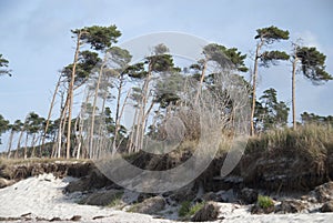 Beach of Darss - Weststrand