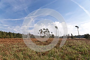 Beach of Darss - Weststrand