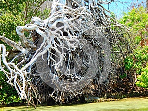 A beach day at Boca Grande Florida with an uprooted  tree