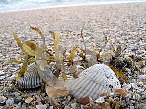 Spiaggia detriti 