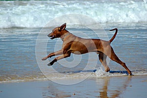 Beach dog