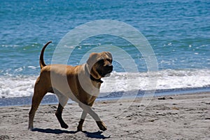 Beach dog 2