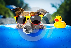 Spiaggia il cane 