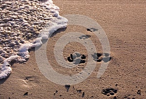 Beach with dog pawprints