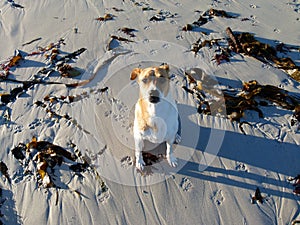 Beach dog in the sunrise light