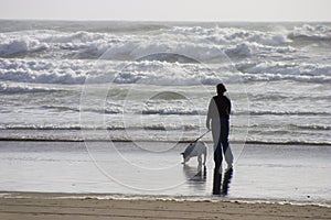 Beach Dog Walker