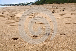 Beach dog walking in Morocco