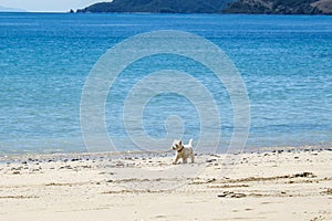 Beach dog: west highland white terrier westie walking off-leash photo