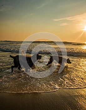 Beach dogs