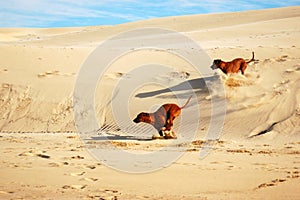 Beach dogs photo