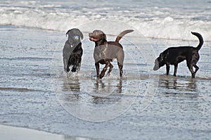 Beach Dogs