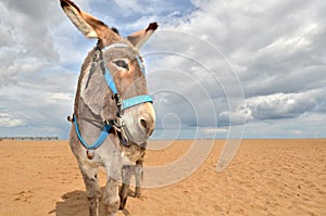 Beach Donkey