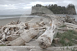 Beach and driftwood