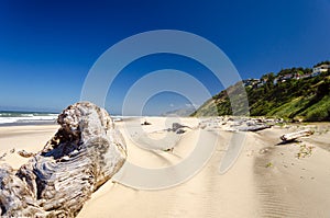 Beach Driftwood