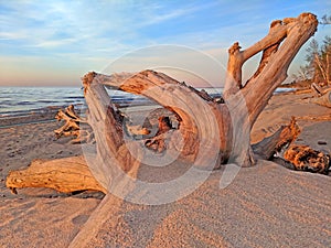 Beach Driftwood Michigan