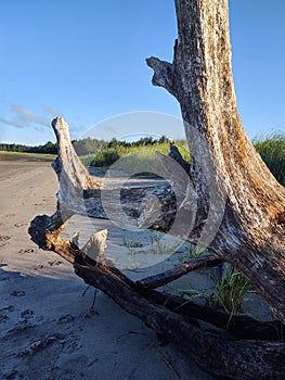 Beach, driftwood, sand