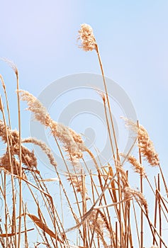 Beach dry reeds on a blue sky background. Autumn yellow reed stems. Blue sky with dry golden reed grass
