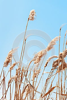 Beach dry reeds on a blue sky background. Autumn yellow reed stems. Blue sky with dry golden reed grass