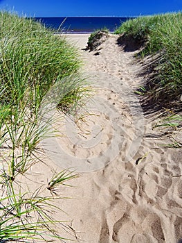 Beach dune