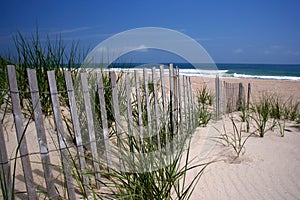 Beach Dunes