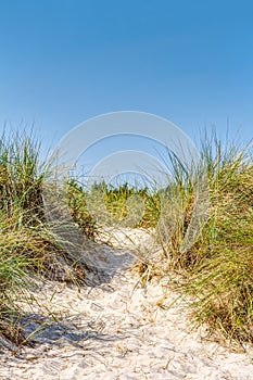 Beach and dunes with beachgrass