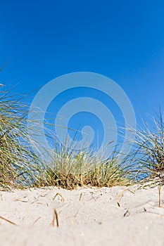 Beach and dunes with beachgrass