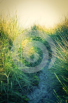 Beach dunes grass close up