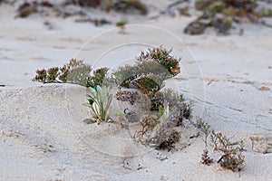 Beach dunes sandy vegetation plants small