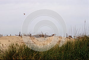 Beach Dunes - Still Life