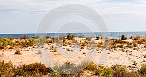 Beach dunes in the sun, beach scene with copy space, sand dunes