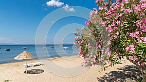 Beach of Erdek with beach umbrellas and pink flowers with a view of Marmara sea