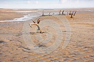 Beach Erosion with dead trees