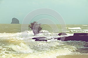 Beach erosion, trees in the surf