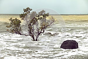 Beach erosion, trees in the surf