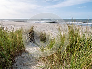 Beach and European marram grass or beachgrass, Ammophila arenaria, at North Sea coast of Vlieland, Netherlands photo